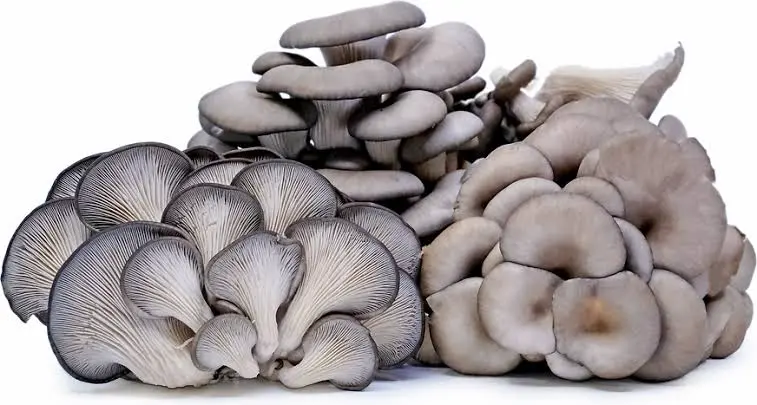 Dry Oyster Mushrooms po10 1 KG