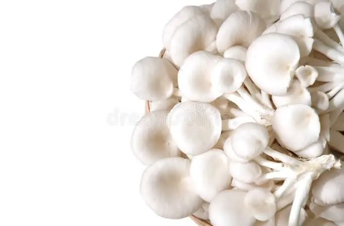 Dry Oyster Mushrooms po2 1Kg