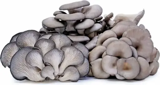 Dry Oyster Mushrooms po10 1 KG