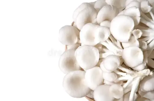 Dry Oyster Mushrooms po2 1Kg