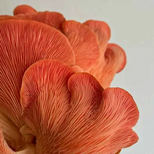 Dry Oyster Mushrooms pop / pink 1KG