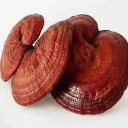 Ganoderma mushroom 1 KG