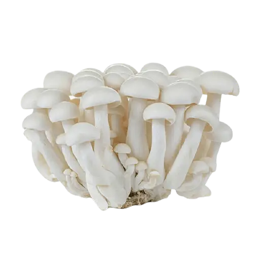 Dry milk Mushrooms